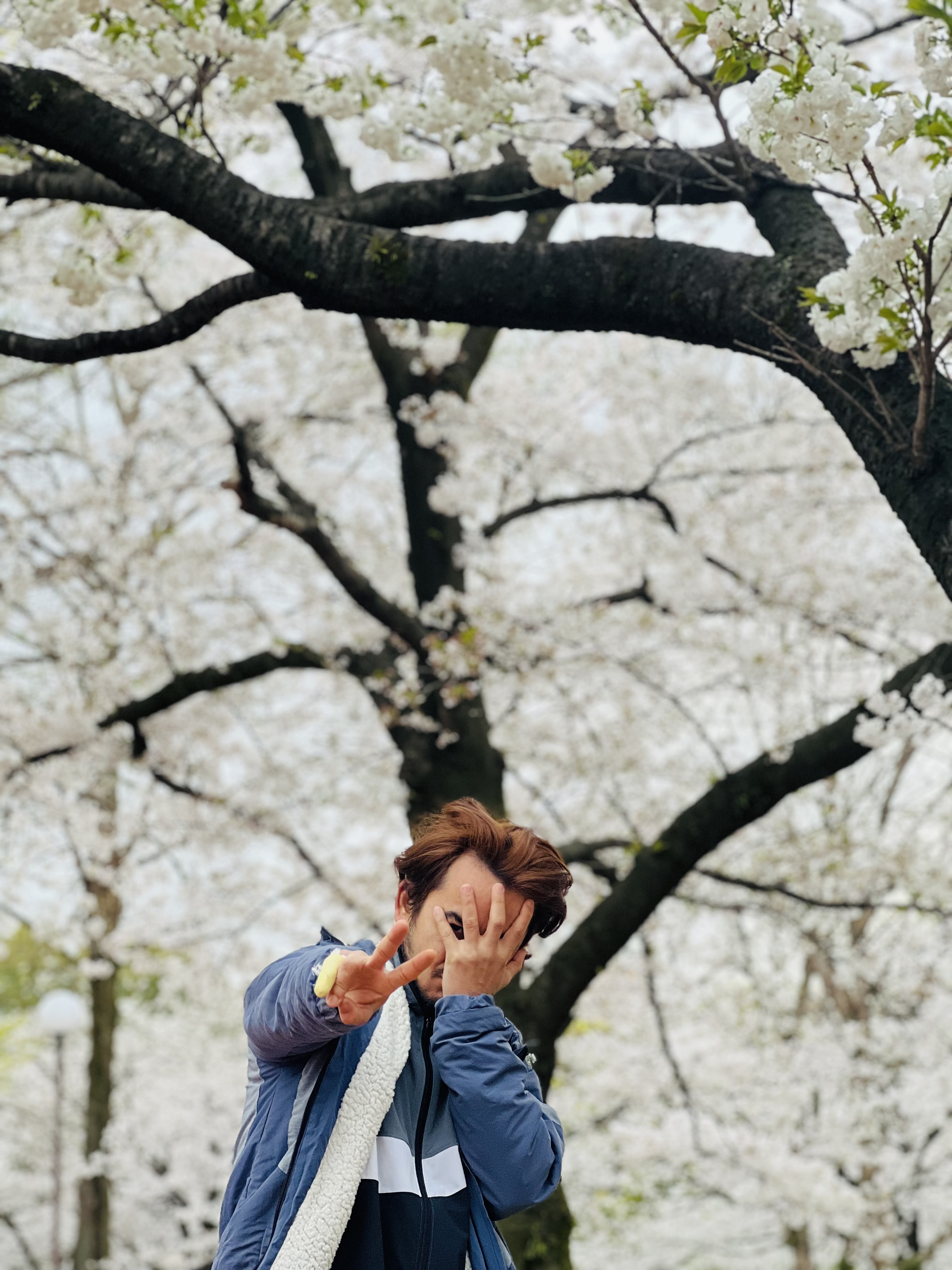 Sakura 3