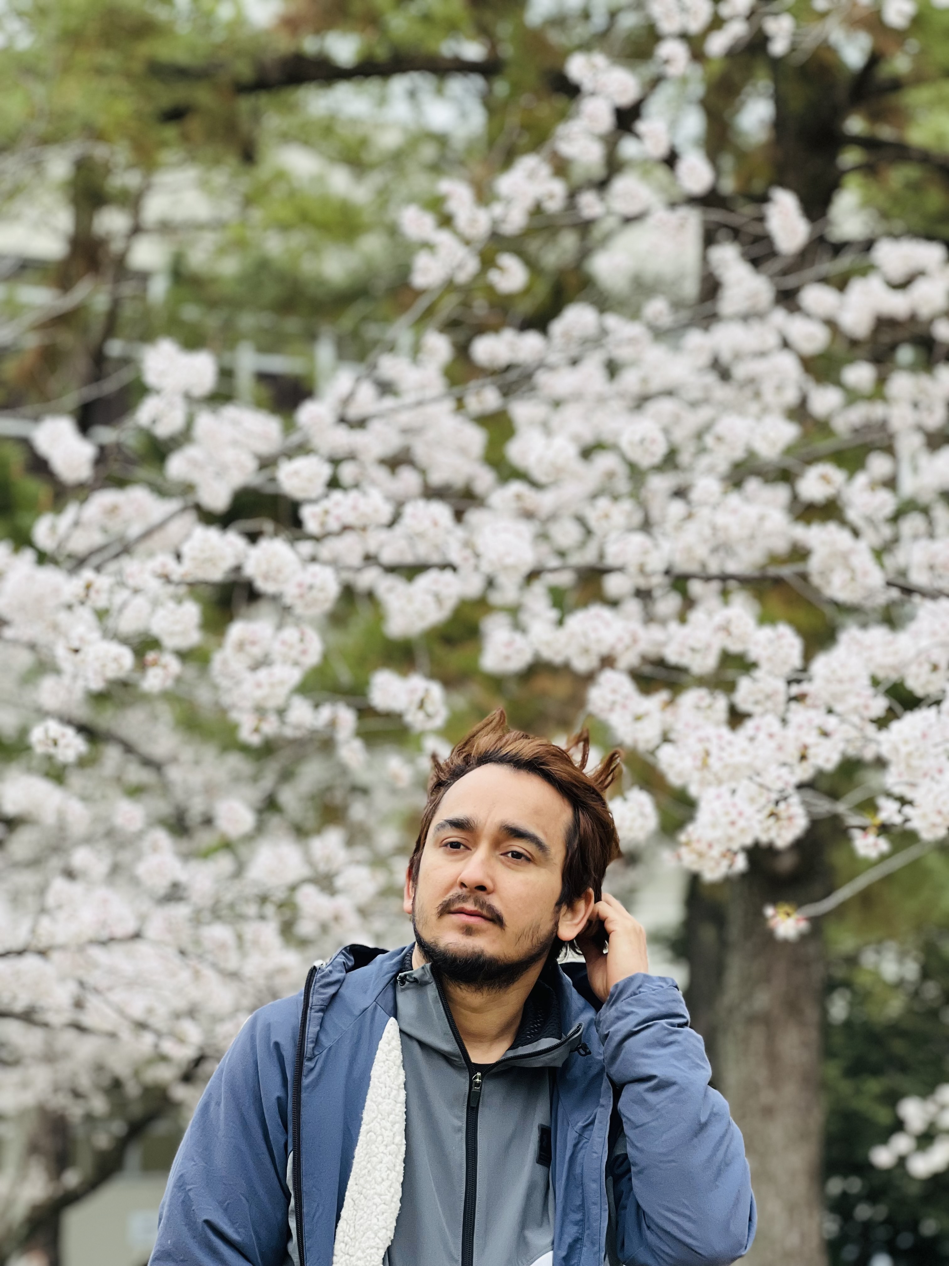 Sakura 2